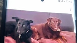 70797054_bear-1164x650