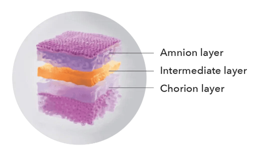 Amnion_Layers_trans
