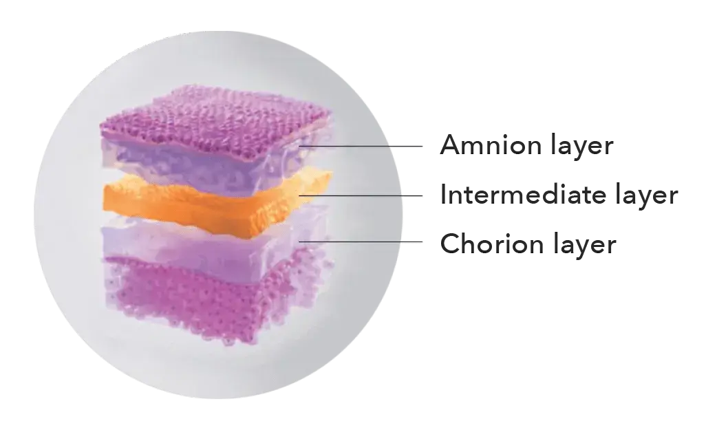 Amnion_Layers_trans