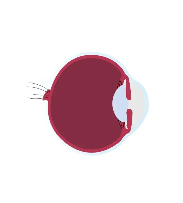 Pysicians_Services_Page_Sclera